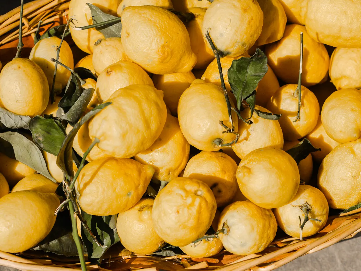 Freshly picked lemons with leaves