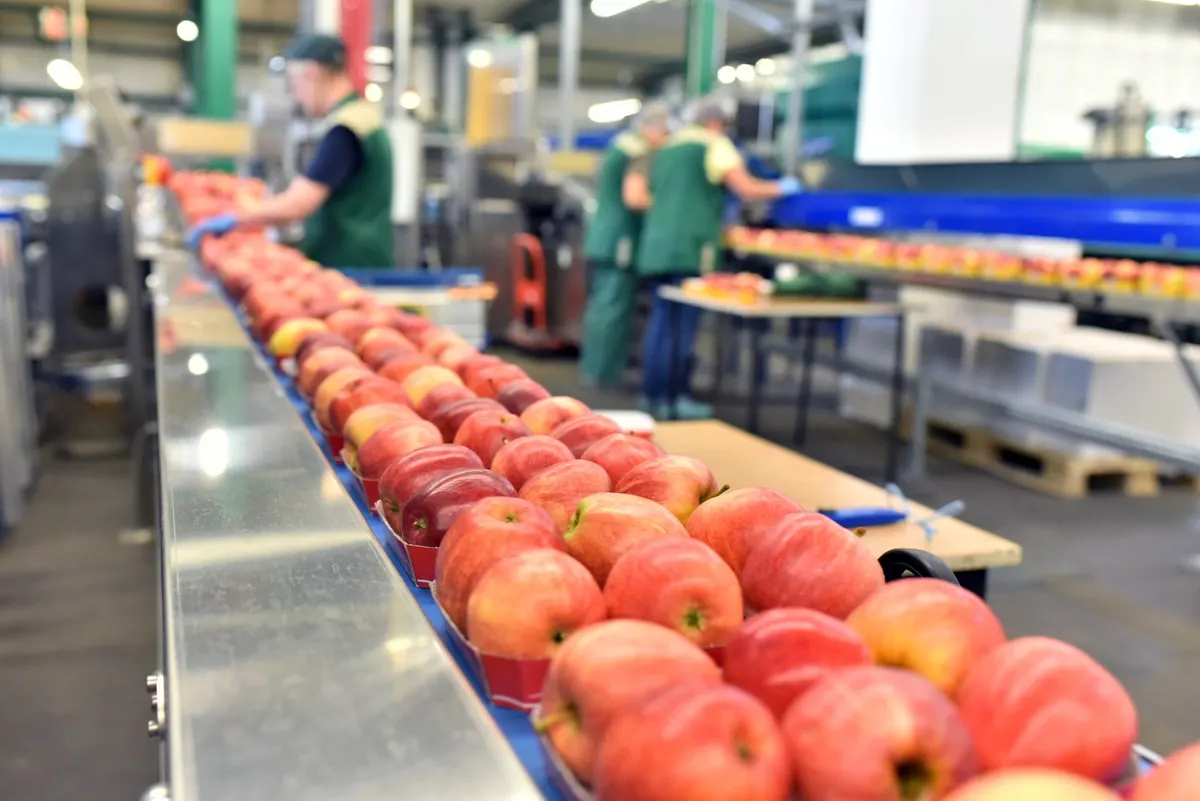 Apples moving along a packing line